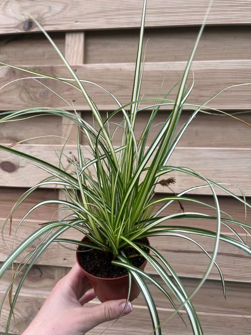 Carex oshimensis 'Evergold' Grass 8cm / 1L / 2L