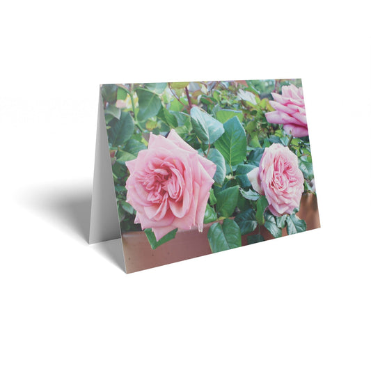 Pink Roses Folded Card with Care Info (pck of 25)