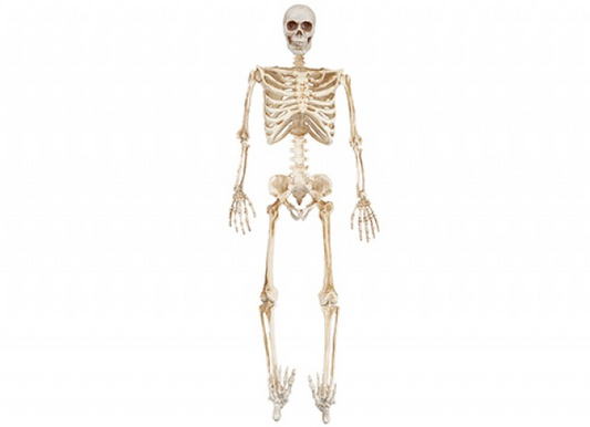 Full Skeleton with LED Eyes