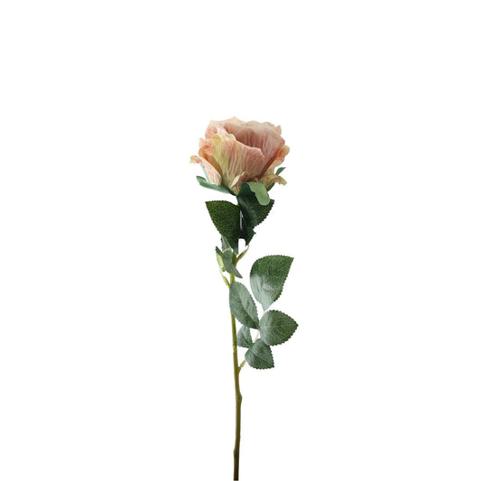 Essential Vintage Blush Garden Rose