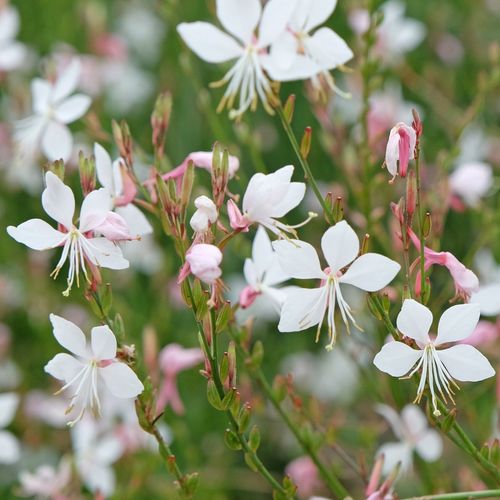 Gaura lindheimeri Elurra 9cm