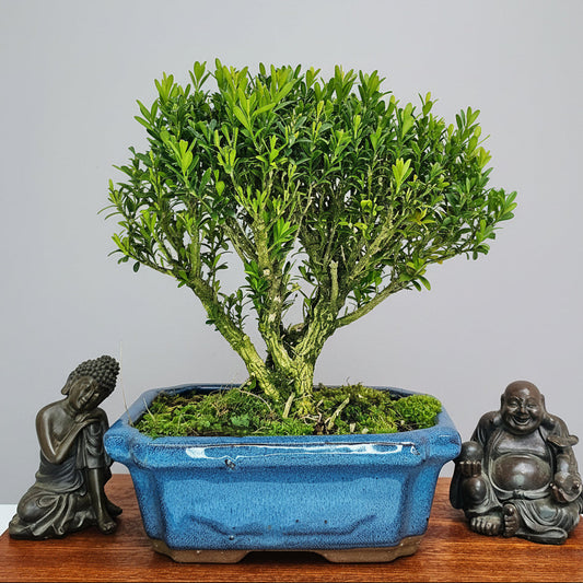 Boxwood (Buxus Harlandii) Bonsai Tree | Broom | In 15cm Pot