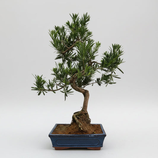 Buddhist Pine (Podocarpus Micro) Bonsai Tree | Shaped | In 25cm Pot