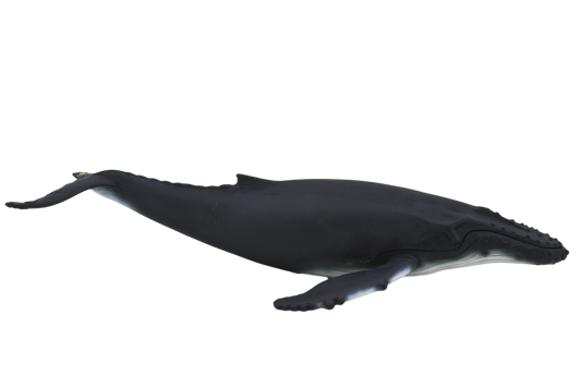 Humpback Whale Toy Realistic Ocean Mammal Figurine
