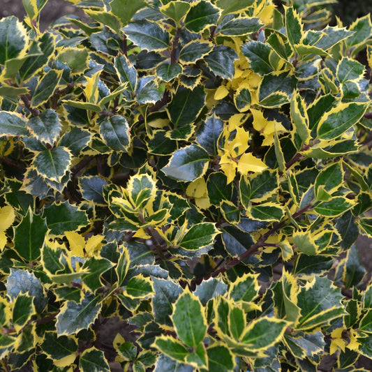 Ilex x altaclarensis 'Golden King' | Variegated Holly 9cm / 2L
