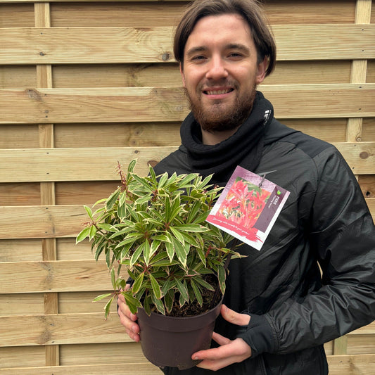 Pieris Japonica ‘Flaming Silver’ 9cm/2L