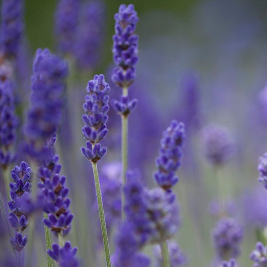 Lavender angustifolia 'Blue Scent' 9cm