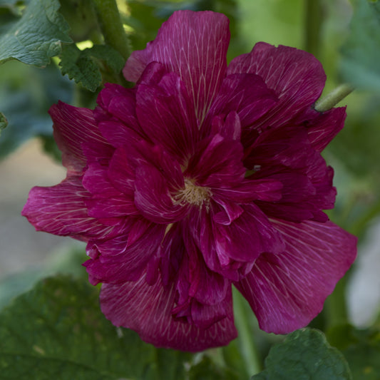 Hollyhock (Alcea) - Purple 'Chaters Purple' 9cm