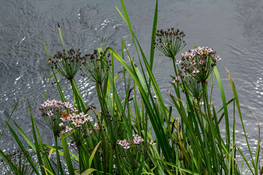Butomus umbellatus