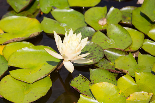 Nymphaea 'Charlene Strawn'