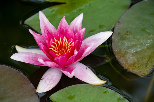 Nymphaea 'Charles de Meurville'