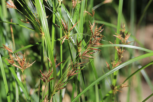 Cyperus longus
