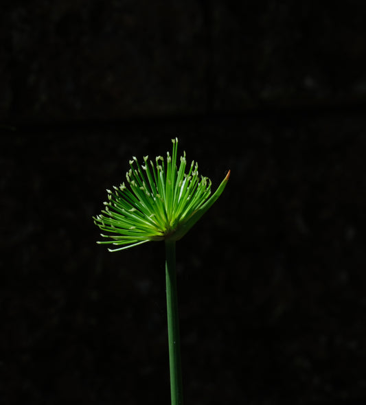 Cyperus haspan viviparus