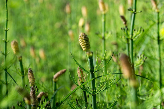 Equisetum fluviatile