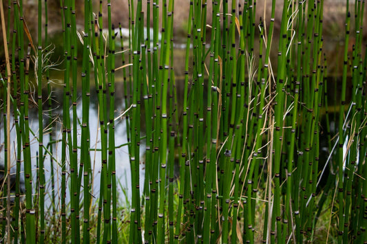 Equisetum hyemale (Bargain)