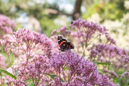 Eupatorium cannabinum