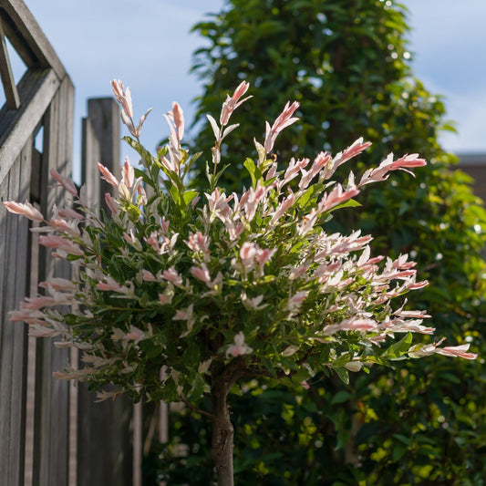 Salix intergra 'Hakuro - Nishiki' Flamingo Dwarf Willow Tree
