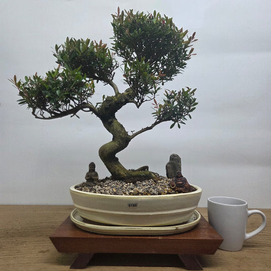 Brush Cherry (Syzygium) Premium Bonsai Tree Bundle | Shaped | In 31cm Pot