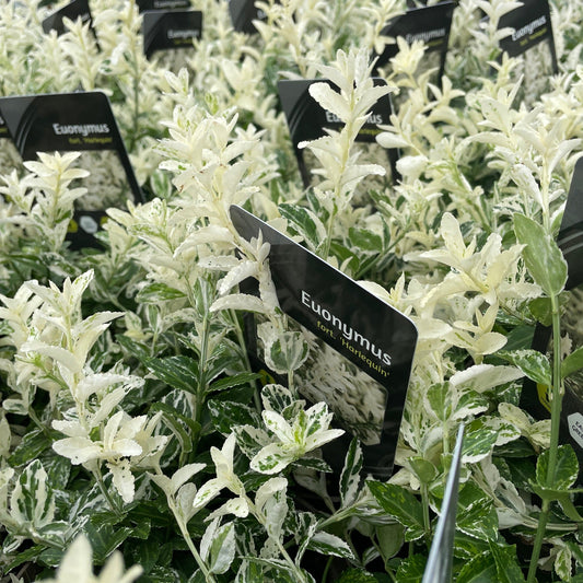 Euonymus fortunei 'Harlequin' 9cm / 13cm