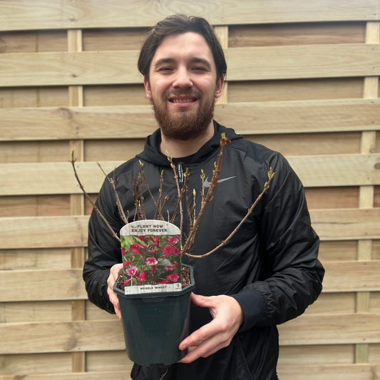 Weigela 'Minuet' 1L / 2L