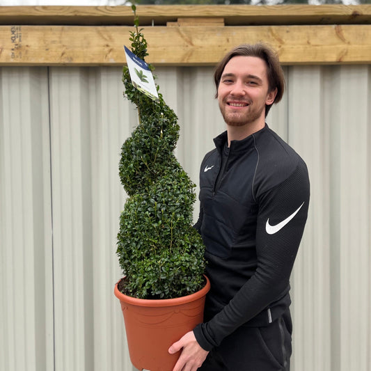 Buxus Spiral | Buxus sempervirens Topiary | Box Spiral