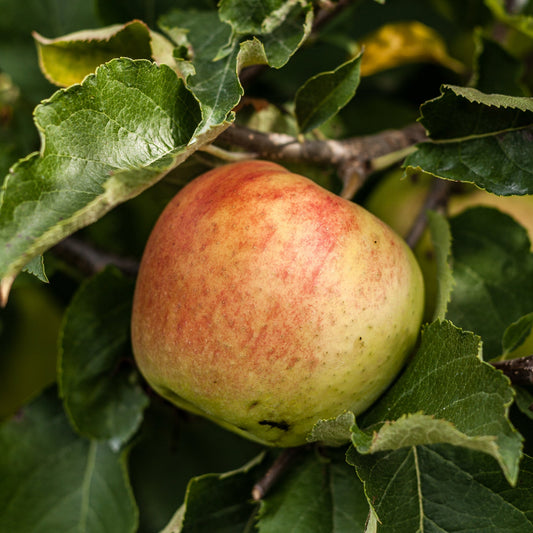 Dwarf/Patio Apple Tree - Dometica 'Jonagold'