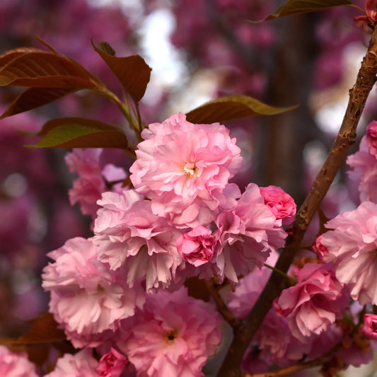 Ornamental Flowering Cherry Blossom Tree Dwarf - Prunus serrulata 'Kanzan'