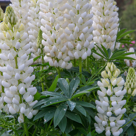 Lupin 'Gallery White'
