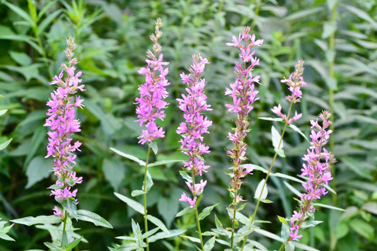 Lythrum salicaria 'Rosy Gem'