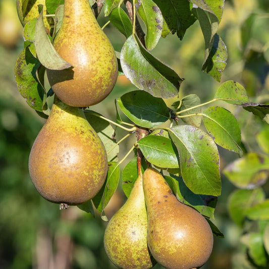 Dwarf Patio Pear Tree 'Conference' (Pyrus communis) 2/4L