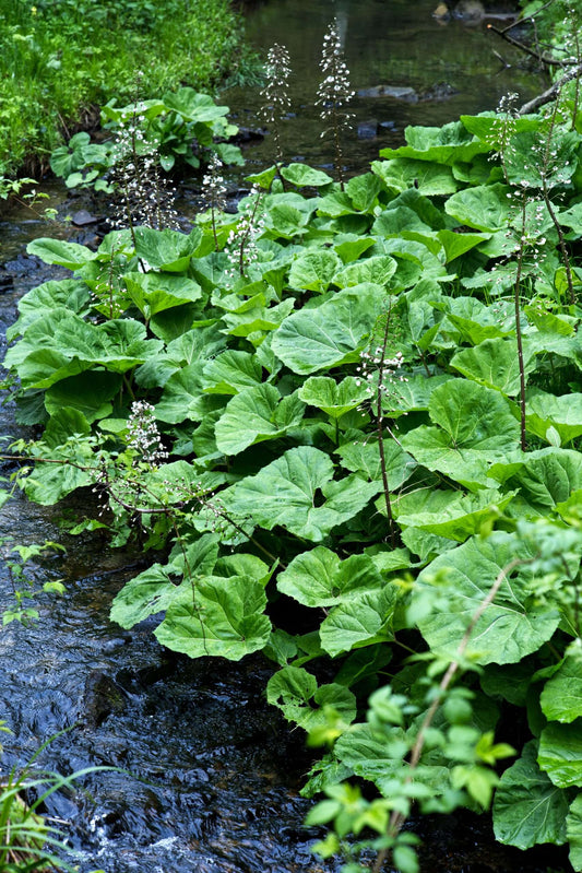 Petasites albus
