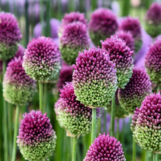 Allium sphaerocephalon 9cm Pot