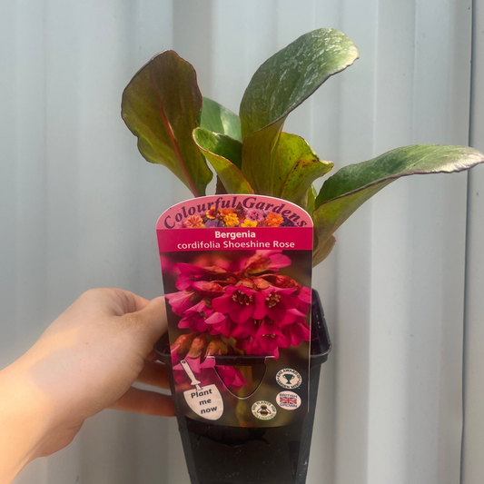 Bergenia cordifolia 'Shoeshine Rose' (Elephant's Ears) 9cm Pot