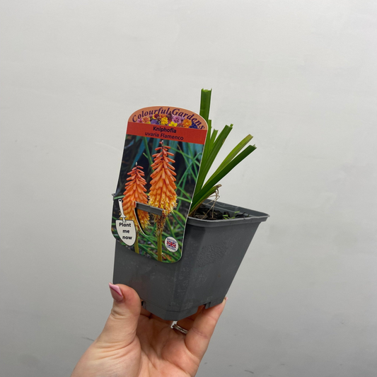 Kniphofia uvaria 'Flamenco' (Red Hot Poker) 9cm/3L