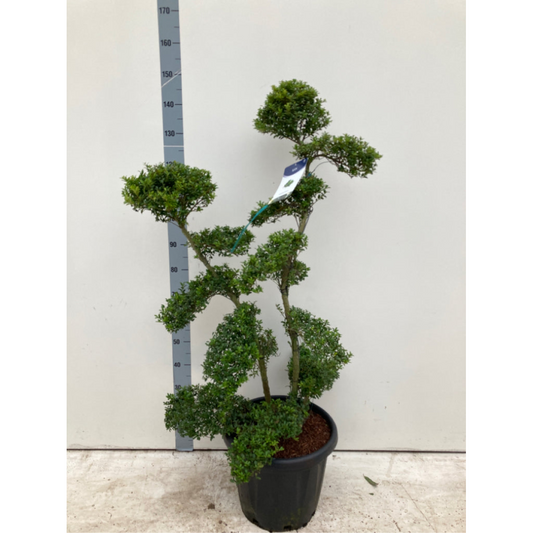 Established Ilex Crenata Bonsai Tree 30L (160cm)