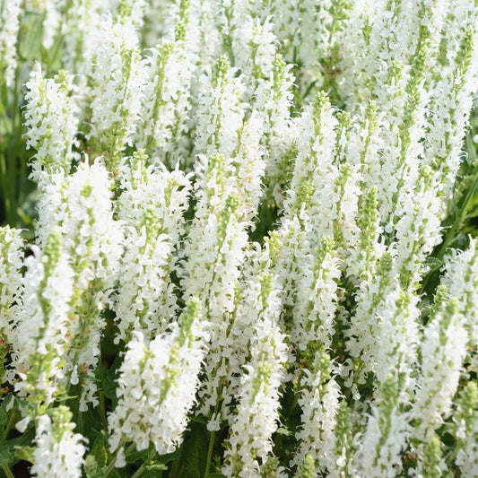 Salvia nemorosa 'Synchro White' 9cm/1.5L/2L