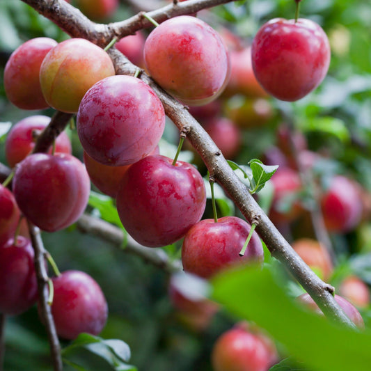 Dwarf Patio Plum Tree 'Opal' (Prunus domestica)