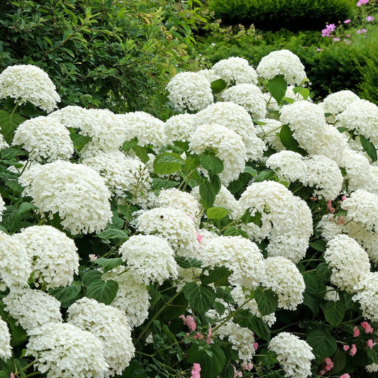 Hydrangea arborescens 'Incrediball' / 'Strong Annabelle' 3L / 5L / 10L