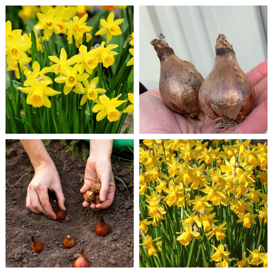 20 Tete a Tete Daffodil bulbs