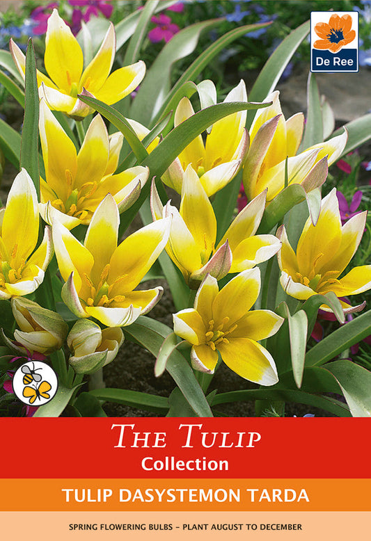 Tulip Bulbs - Dasystemon Tarda