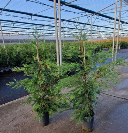 Potted Green Leylandii Hedging Conifers.