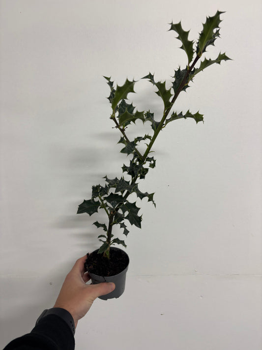 Ilex aquifolium (Holly Bush) 9cm / 2L