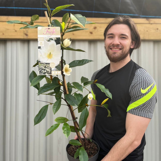 Evergreen Magnolia | Fairy Magnolia ‘Honey Velvet’ | 60-70cm