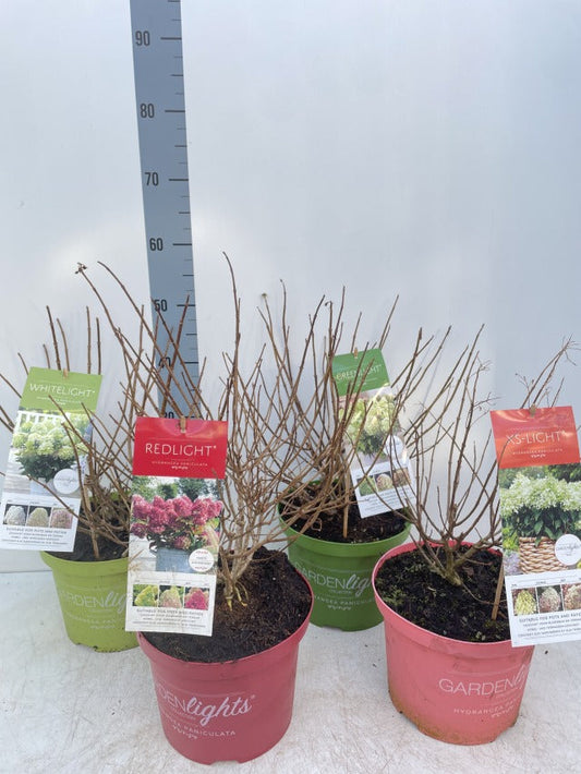 Hydrangea paniculata 'Pink Light' 2L / 5L