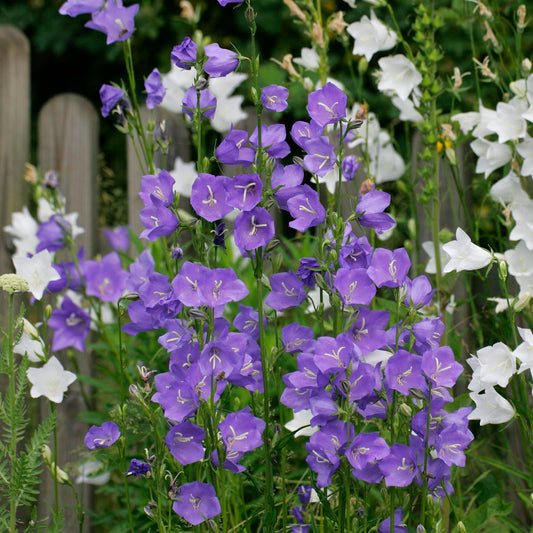 Campanula persicifolia 'Caerulea' - Blue 9cm