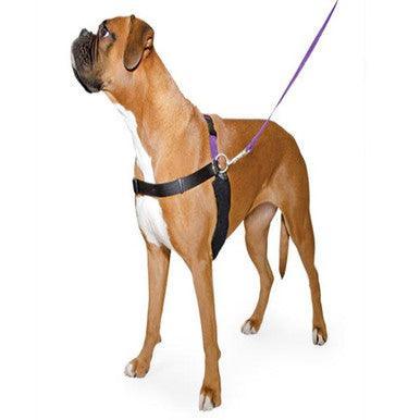 Ancol Happy At Heel Harness and DVD Size 3-4 Small | Luxury Home Accessories | Heulog Glow