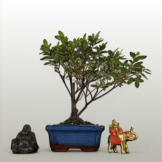 Azalea (Rhododendron) Bonsai Tree | Broom | In 15cm Pot | Luxury Home Accessories | Heulog Glow
