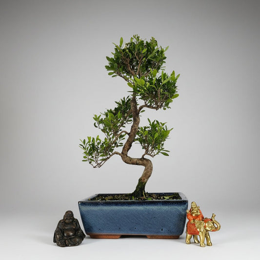 Brush Cherry (Syzygium) Bonsai Tree | Shaped | In 25cm Pot | Luxury Home Accessories | Heulog Glow