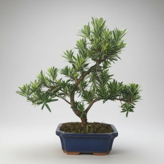 Buddhist Pine (Podocarpus Micro) Bonsai Tree | Shaped | In 20cm Pot | Luxury Home Accessories | Heulog Glow
