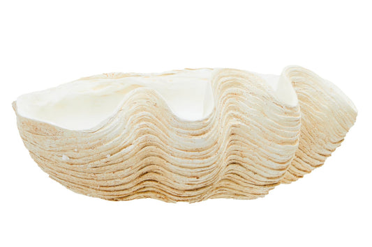 Byron Large Clam Shell Bowl | Luxury Home Accessories | Heulog Glow